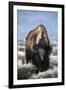 USA, Wyoming, Yellowstone National Park. Frost on fur of bull bison.-Jaynes Gallery-Framed Photographic Print