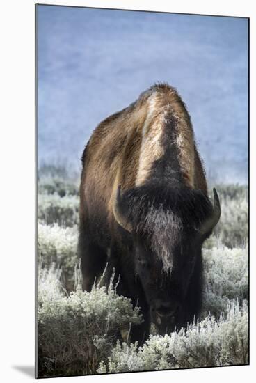 USA, Wyoming, Yellowstone National Park. Frost on fur of bull bison.-Jaynes Gallery-Mounted Photographic Print