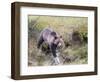 USA, Wyoming, Yellowstone National Park, Grizzly Bear Crossing Log-Elizabeth Boehm-Framed Photographic Print