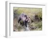 USA, Wyoming, Yellowstone National Park, Grizzly Bear Crossing Log-Elizabeth Boehm-Framed Photographic Print