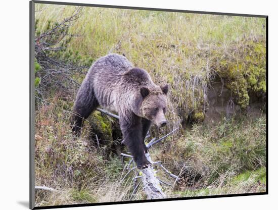 USA, Wyoming, Yellowstone National Park, Grizzly Bear Crossing Log-Elizabeth Boehm-Mounted Photographic Print