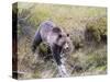 USA, Wyoming, Yellowstone National Park, Grizzly Bear Crossing Log-Elizabeth Boehm-Stretched Canvas
