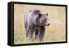 USA, Wyoming, Yellowstone National Park, Grizzly Bear Standing in Autumn Grasses-Elizabeth Boehm-Framed Stretched Canvas