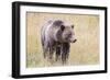 USA, Wyoming, Yellowstone National Park, Grizzly Bear Standing in Autumn Grasses-Elizabeth Boehm-Framed Photographic Print