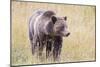 USA, Wyoming, Yellowstone National Park, Grizzly Bear Standing in Autumn Grasses-Elizabeth Boehm-Mounted Photographic Print