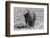 USA, Wyoming, Yellowstone National Park, Lamar Valley. American bison-Cindy Miller Hopkins-Framed Photographic Print