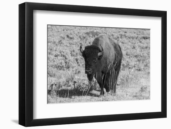 USA, Wyoming, Yellowstone National Park, Lamar Valley. American bison-Cindy Miller Hopkins-Framed Photographic Print