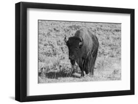 USA, Wyoming, Yellowstone National Park, Lamar Valley. American bison-Cindy Miller Hopkins-Framed Photographic Print