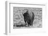 USA, Wyoming, Yellowstone National Park, Lamar Valley. American bison-Cindy Miller Hopkins-Framed Photographic Print