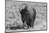 USA, Wyoming, Yellowstone National Park, Lamar Valley. American bison-Cindy Miller Hopkins-Mounted Photographic Print