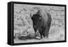 USA, Wyoming, Yellowstone National Park, Lamar Valley. American bison-Cindy Miller Hopkins-Framed Stretched Canvas