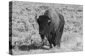 USA, Wyoming, Yellowstone National Park, Lamar Valley. American bison-Cindy Miller Hopkins-Stretched Canvas