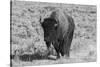 USA, Wyoming, Yellowstone National Park, Lamar Valley. American bison-Cindy Miller Hopkins-Stretched Canvas