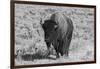 USA, Wyoming, Yellowstone National Park, Lamar Valley. American bison-Cindy Miller Hopkins-Framed Photographic Print