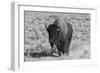 USA, Wyoming, Yellowstone National Park, Lamar Valley. American bison-Cindy Miller Hopkins-Framed Photographic Print