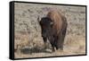 USA, Wyoming, Yellowstone National Park, Lamar Valley. American bison-Cindy Miller Hopkins-Framed Stretched Canvas