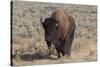 USA, Wyoming, Yellowstone National Park, Lamar Valley. American bison-Cindy Miller Hopkins-Stretched Canvas