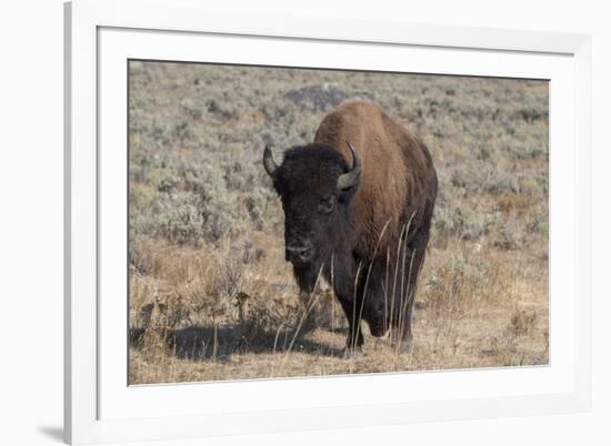 USA, Wyoming, Yellowstone National Park, Lamar Valley. American bison-Cindy Miller Hopkins-Framed Photographic Print