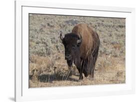 USA, Wyoming, Yellowstone National Park, Lamar Valley. American bison-Cindy Miller Hopkins-Framed Photographic Print