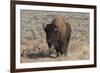 USA, Wyoming, Yellowstone National Park, Lamar Valley. American bison-Cindy Miller Hopkins-Framed Photographic Print