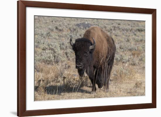 USA, Wyoming, Yellowstone National Park, Lamar Valley. American bison-Cindy Miller Hopkins-Framed Photographic Print