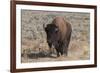 USA, Wyoming, Yellowstone National Park, Lamar Valley. American bison-Cindy Miller Hopkins-Framed Photographic Print