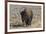 USA, Wyoming, Yellowstone National Park, Lamar Valley. American bison-Cindy Miller Hopkins-Framed Photographic Print