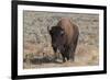 USA, Wyoming, Yellowstone National Park, Lamar Valley. American bison-Cindy Miller Hopkins-Framed Photographic Print