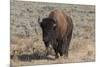 USA, Wyoming, Yellowstone National Park, Lamar Valley. American bison-Cindy Miller Hopkins-Mounted Photographic Print