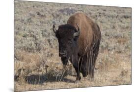 USA, Wyoming, Yellowstone National Park, Lamar Valley. American bison-Cindy Miller Hopkins-Mounted Photographic Print