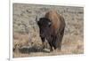 USA, Wyoming, Yellowstone National Park, Lamar Valley. American bison-Cindy Miller Hopkins-Framed Photographic Print