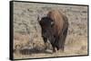 USA, Wyoming, Yellowstone National Park, Lamar Valley. American bison-Cindy Miller Hopkins-Framed Stretched Canvas