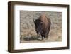 USA, Wyoming, Yellowstone National Park, Lamar Valley. American bison-Cindy Miller Hopkins-Framed Photographic Print