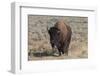 USA, Wyoming, Yellowstone National Park, Lamar Valley. American bison-Cindy Miller Hopkins-Framed Photographic Print