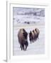 Usa, Wyoming, Yellowstone National Park. Lamar Valley, bison in field of snow.-Merrill Images-Framed Photographic Print