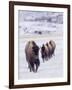 Usa, Wyoming, Yellowstone National Park. Lamar Valley, bison in field of snow.-Merrill Images-Framed Photographic Print