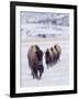 Usa, Wyoming, Yellowstone National Park. Lamar Valley, bison in field of snow.-Merrill Images-Framed Photographic Print