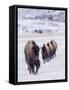 Usa, Wyoming, Yellowstone National Park. Lamar Valley, bison in field of snow.-Merrill Images-Framed Stretched Canvas