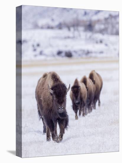 Usa, Wyoming, Yellowstone National Park. Lamar Valley, bison in field of snow.-Merrill Images-Stretched Canvas