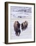 Usa, Wyoming, Yellowstone National Park. Lamar Valley, bison in field of snow.-Merrill Images-Framed Photographic Print