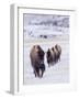 Usa, Wyoming, Yellowstone National Park. Lamar Valley, bison in field of snow.-Merrill Images-Framed Photographic Print
