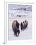 Usa, Wyoming, Yellowstone National Park. Lamar Valley, bison in field of snow.-Merrill Images-Framed Photographic Print