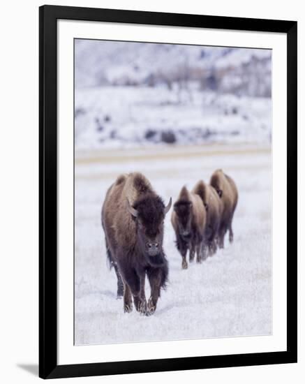 Usa, Wyoming, Yellowstone National Park. Lamar Valley, bison in field of snow.-Merrill Images-Framed Photographic Print