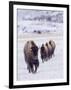 Usa, Wyoming, Yellowstone National Park. Lamar Valley, bison in field of snow.-Merrill Images-Framed Photographic Print