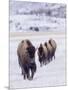 Usa, Wyoming, Yellowstone National Park. Lamar Valley, bison in field of snow.-Merrill Images-Mounted Photographic Print