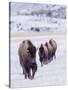 Usa, Wyoming, Yellowstone National Park. Lamar Valley, bison in field of snow.-Merrill Images-Stretched Canvas