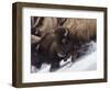 Usa, Wyoming, Yellowstone National Park. Lamar Valley, bison in motion on snowbank.-Merrill Images-Framed Photographic Print