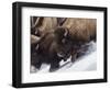 Usa, Wyoming, Yellowstone National Park. Lamar Valley, bison in motion on snowbank.-Merrill Images-Framed Photographic Print