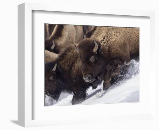 Usa, Wyoming, Yellowstone National Park. Lamar Valley, bison in motion on snowbank.-Merrill Images-Framed Photographic Print