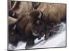 Usa, Wyoming, Yellowstone National Park. Lamar Valley, bison in motion on snowbank.-Merrill Images-Mounted Photographic Print